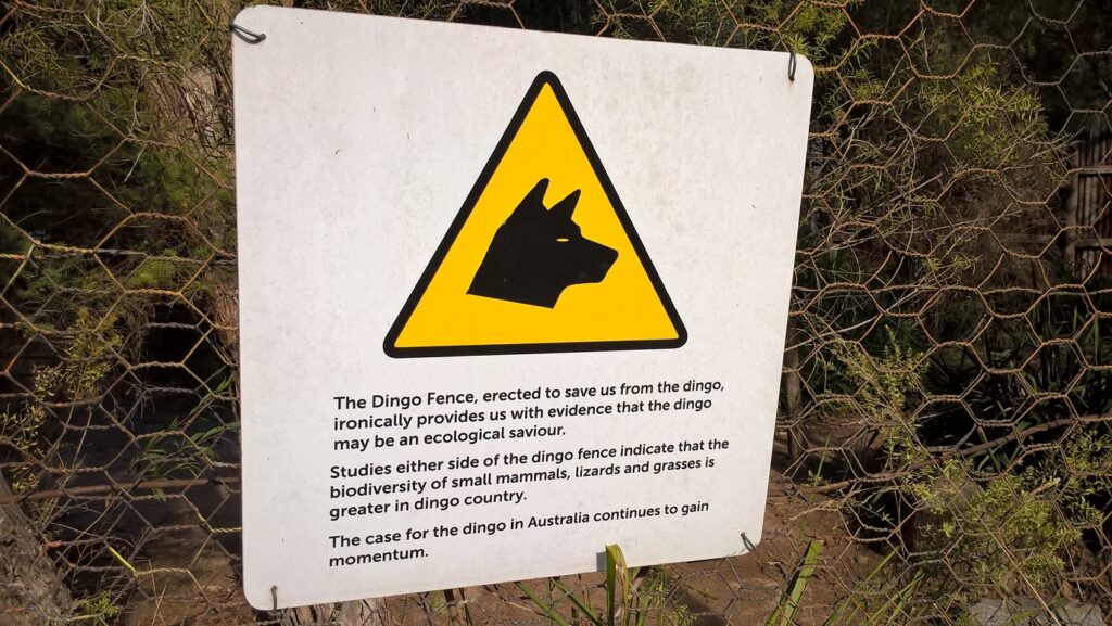 Paradossi della recinzione di contenimento anti-dingo