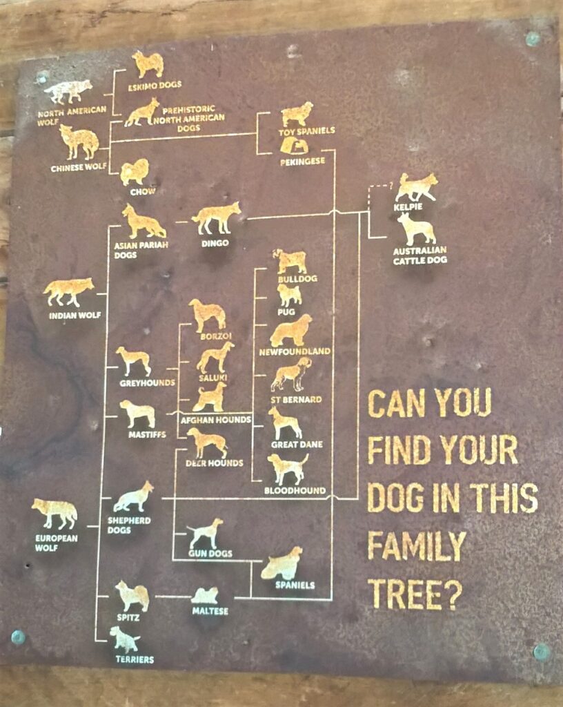 Origine del dingo: albero genealogico 