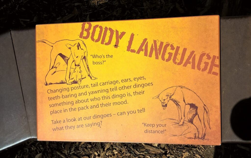 Dingo e linguaggio del corpo