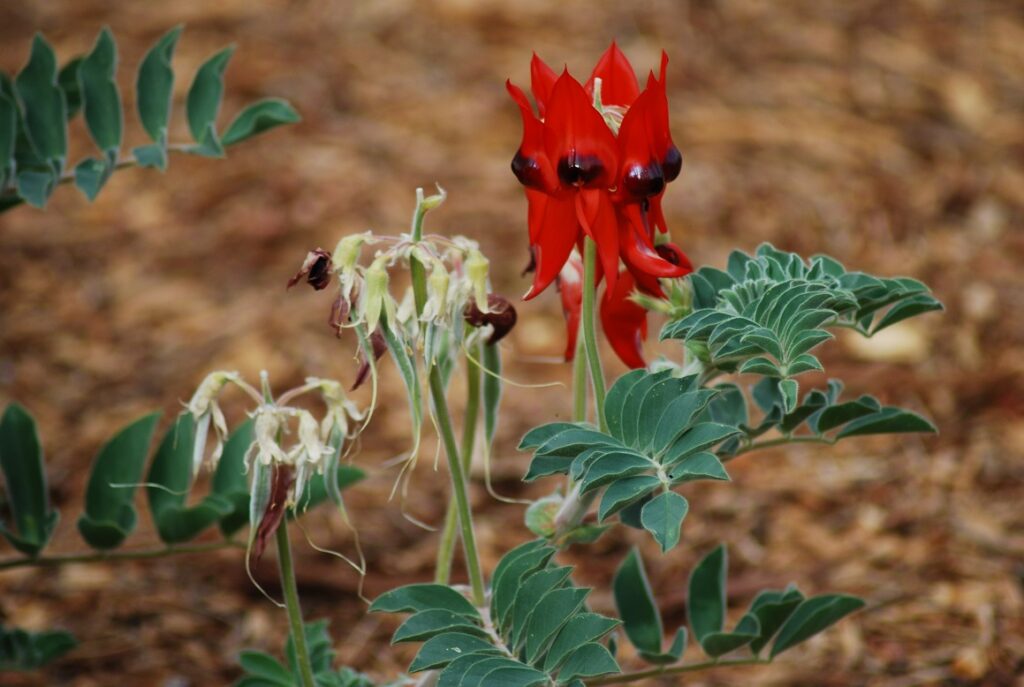 fiore selvatico rosso ("desert pea")