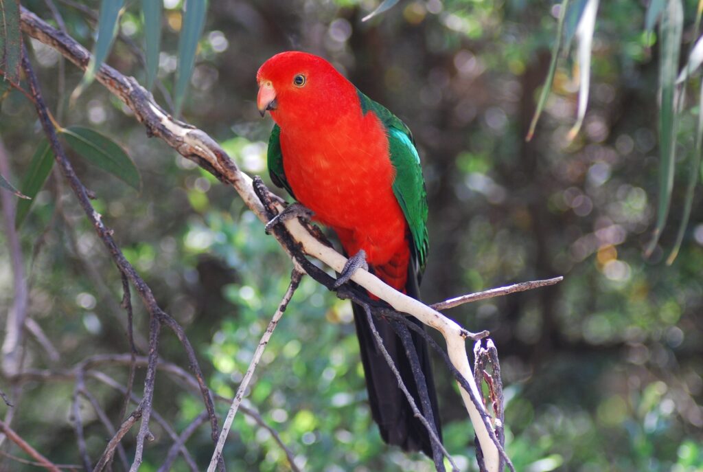 pappagallo re australiano