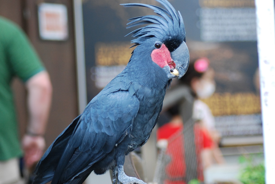 Libro Da Colorare Cacatua Pappagallo Nella Foresta Pluviale | Vettore - Foto 13