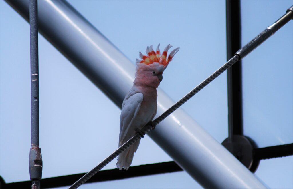 cacatua di leadbeater