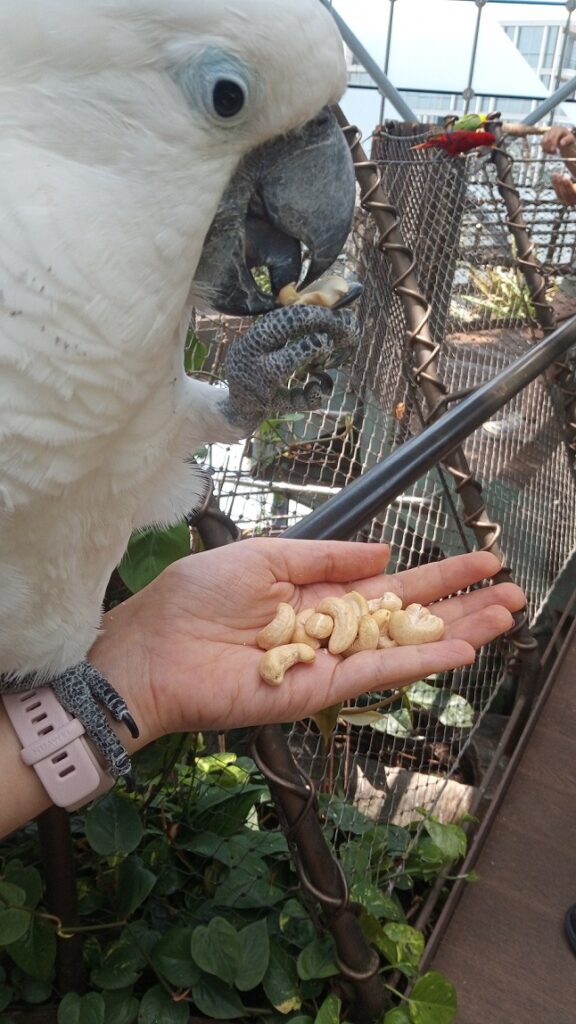 cacatua ombrello mangia un anacardo