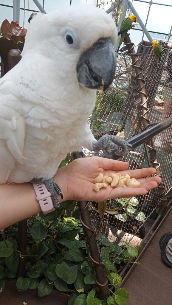 cacatua ombrello prende il cibo dalle mani