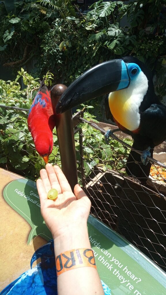 tucano scanalato che si ciba dalla mano