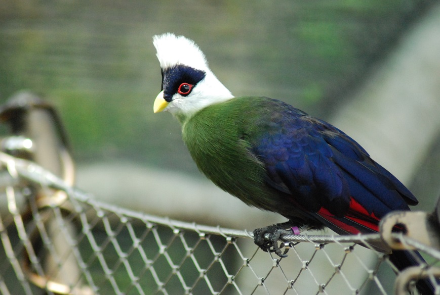 uccello tropicale con cresta bianca