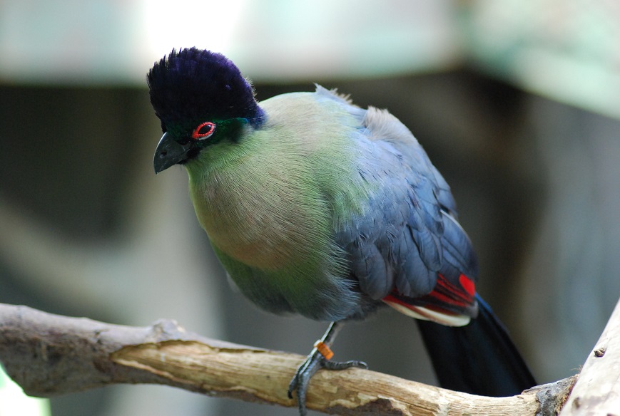 uccello tropicale al Green Planet